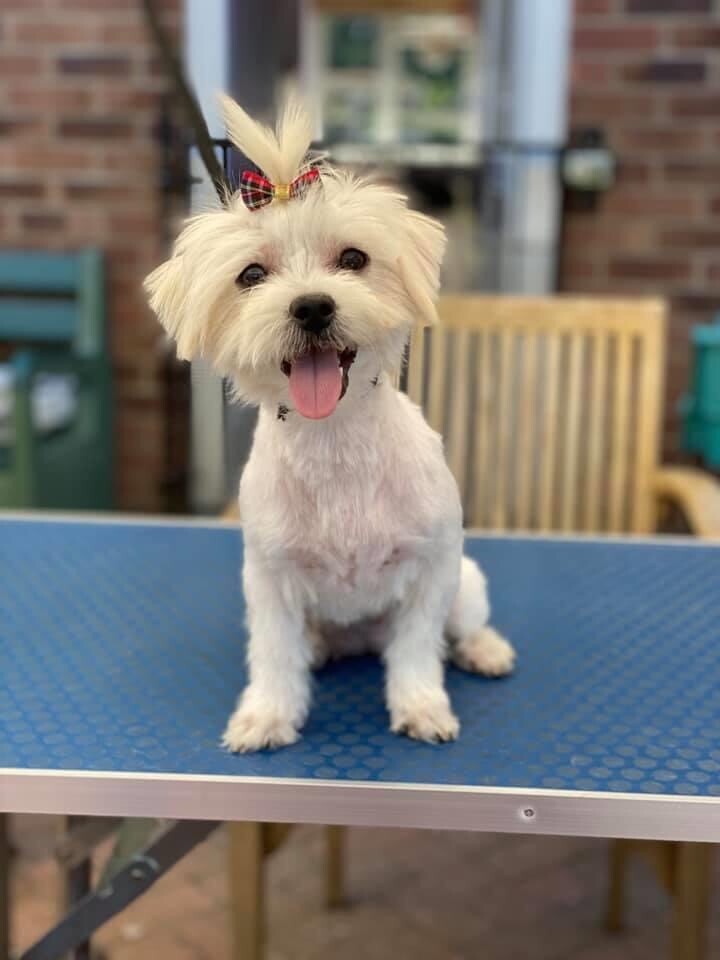 gumtree maltese